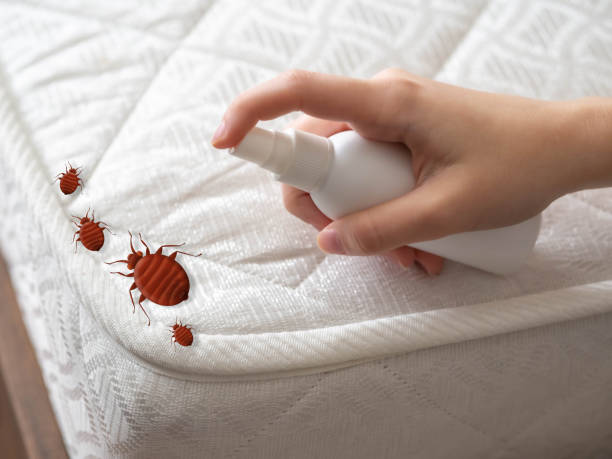 Best Bed Bug Extermination  in Shrewsbury, MO